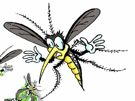 Bees on passers The attack , several injured